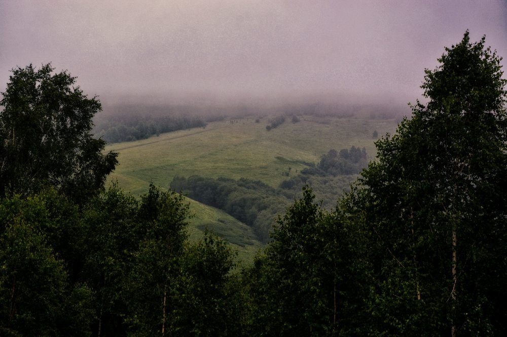 тайга за туманами