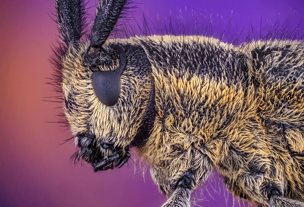 макро портрет