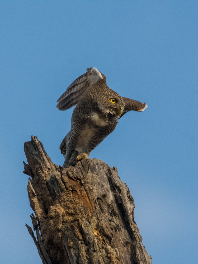 Just to Fly