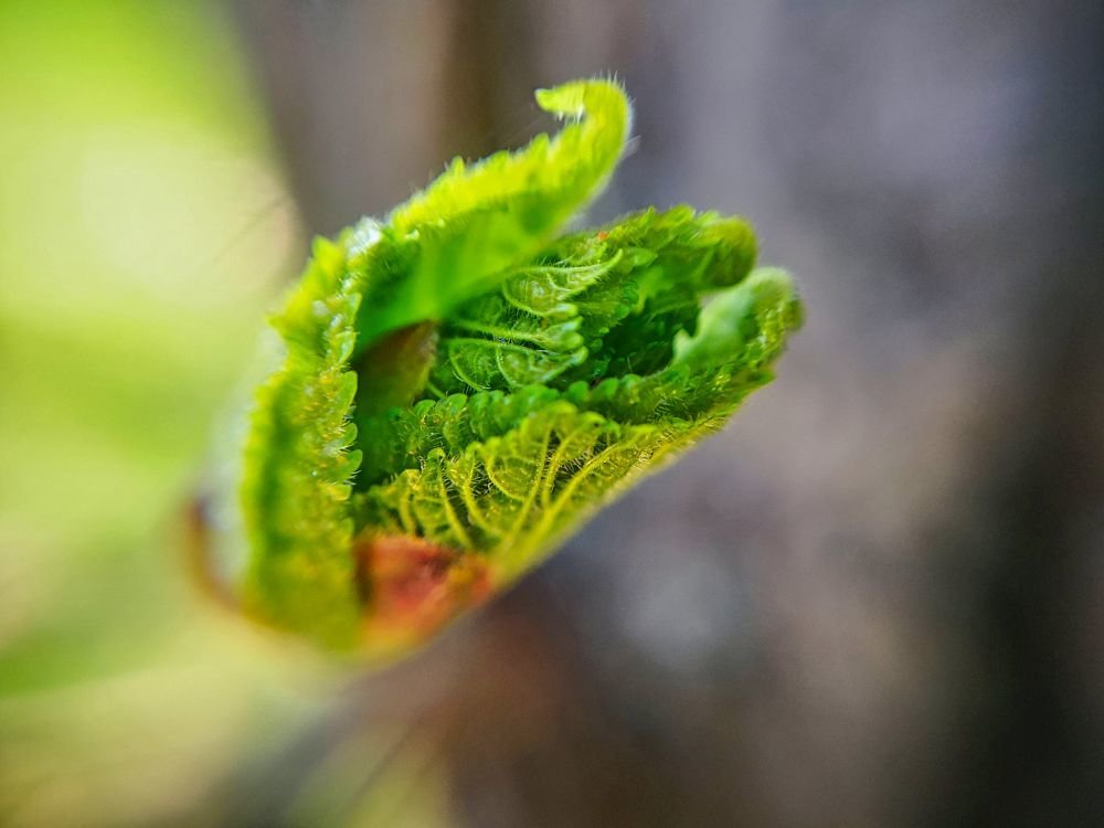 Zold level tekercs - HDR