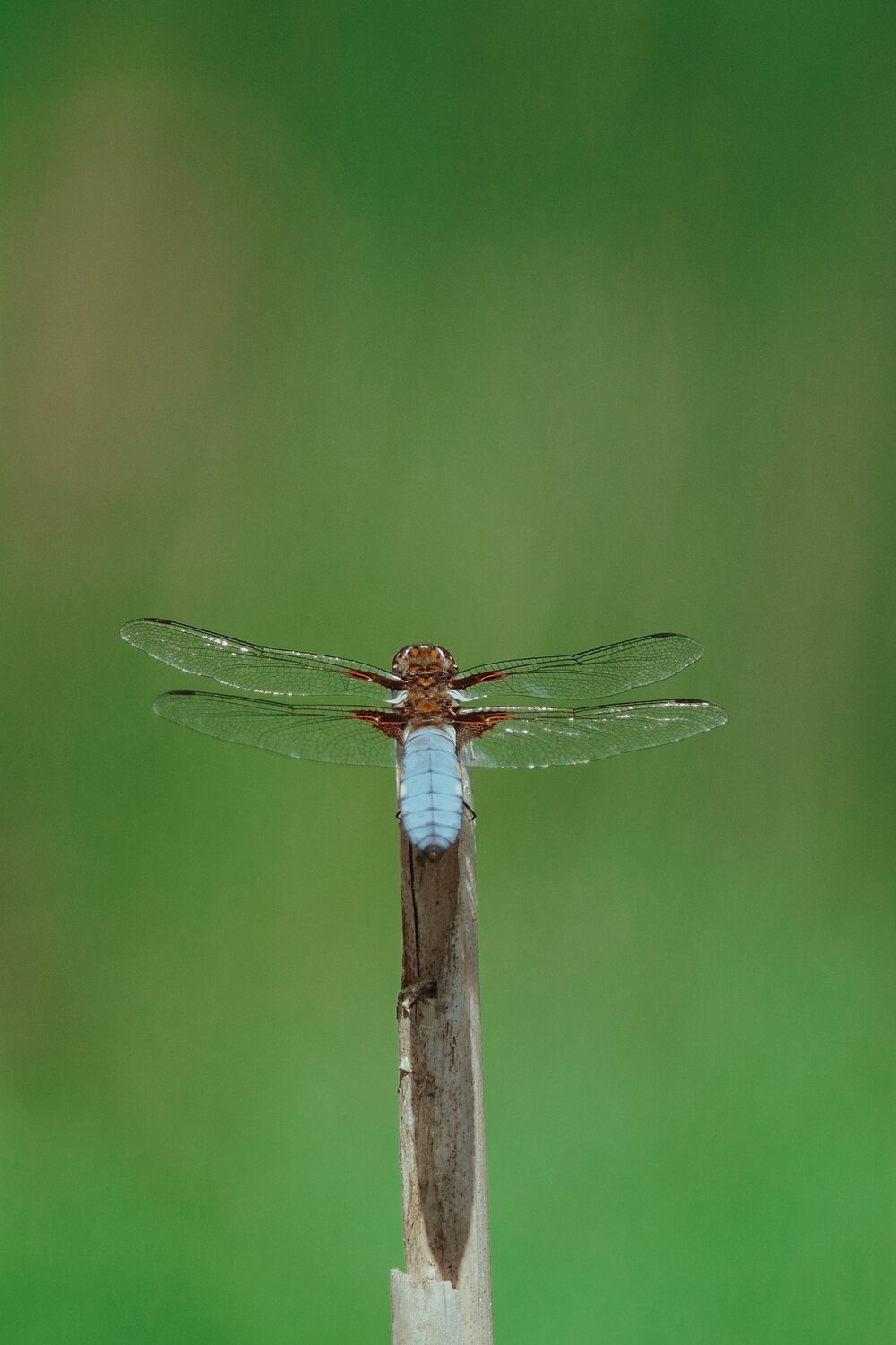 To take off