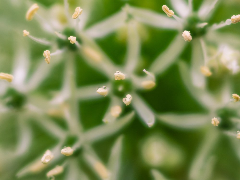 Лук декоративный