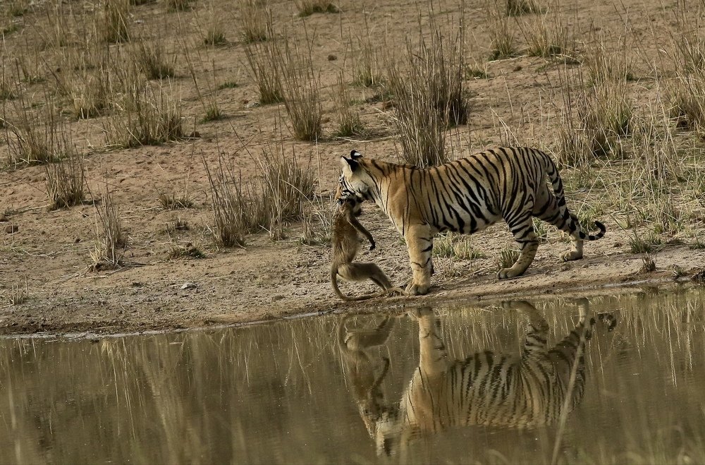 Reflection of my hunting skills