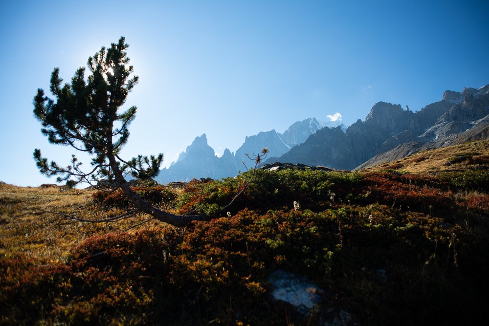 Pine tree and Mont Blanc