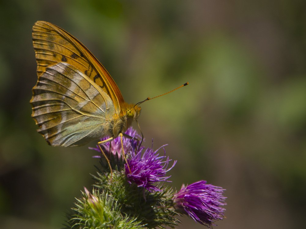 Photograph by Алексей Крукович