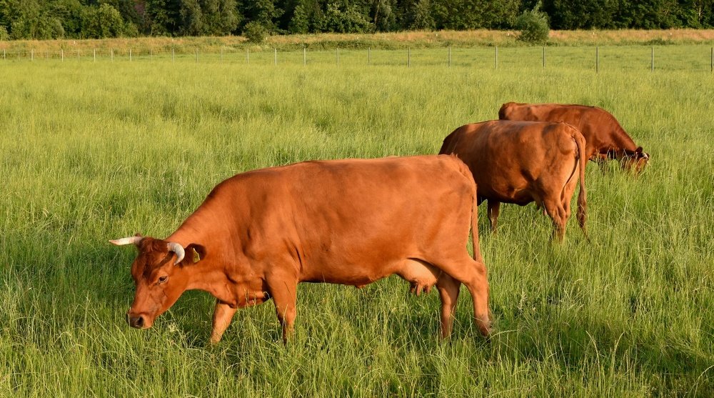 Красные коровы.