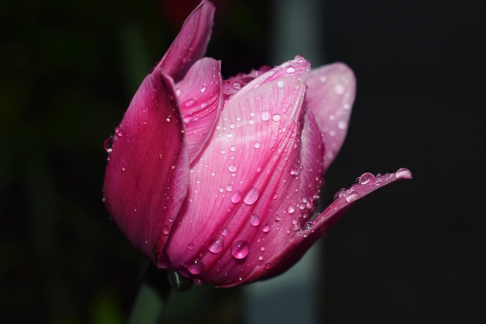 Умывание цветка