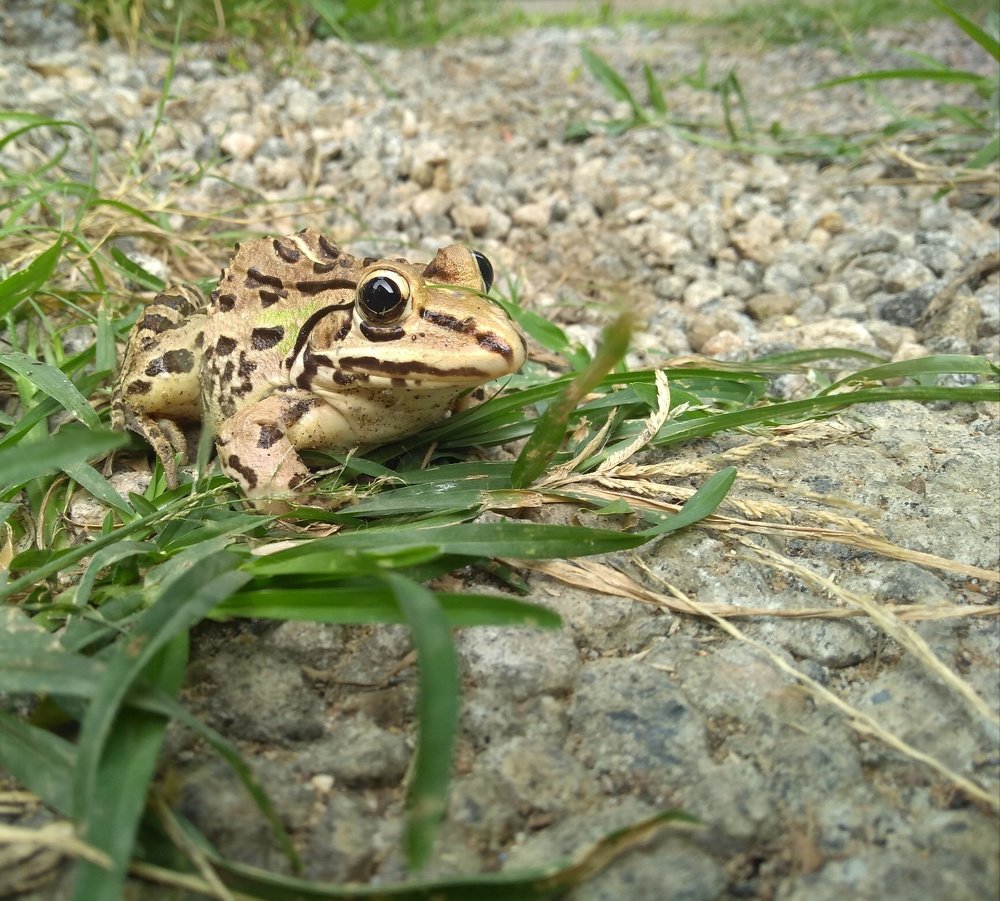 Frog