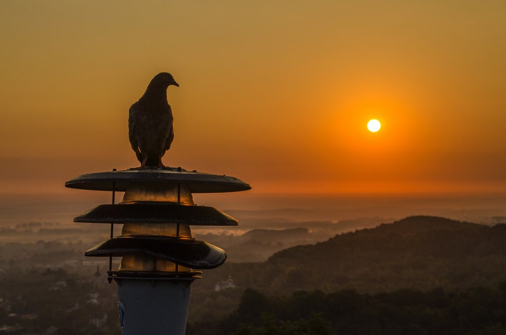 Голубь, встречающий рассвет