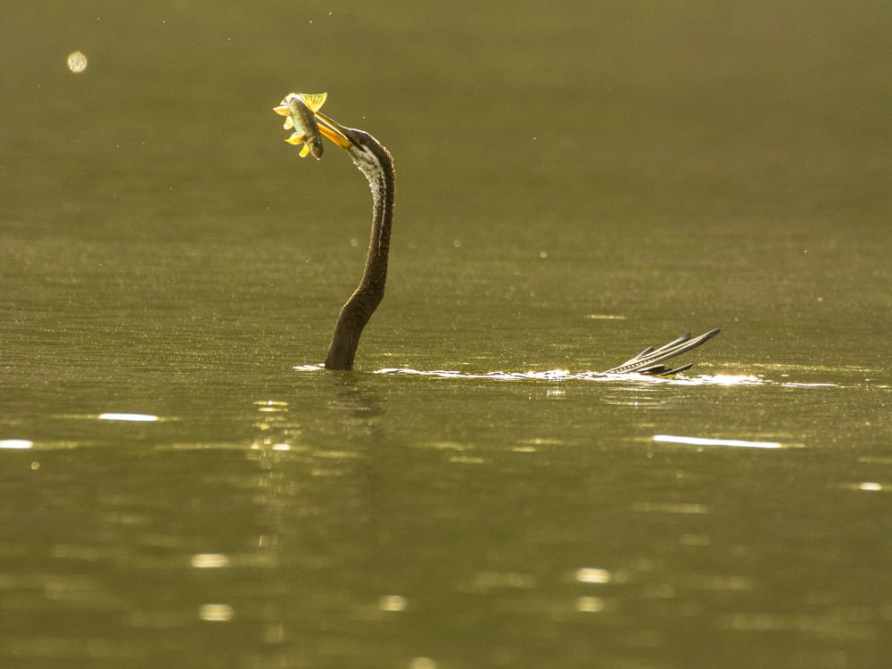 Hunt on Water