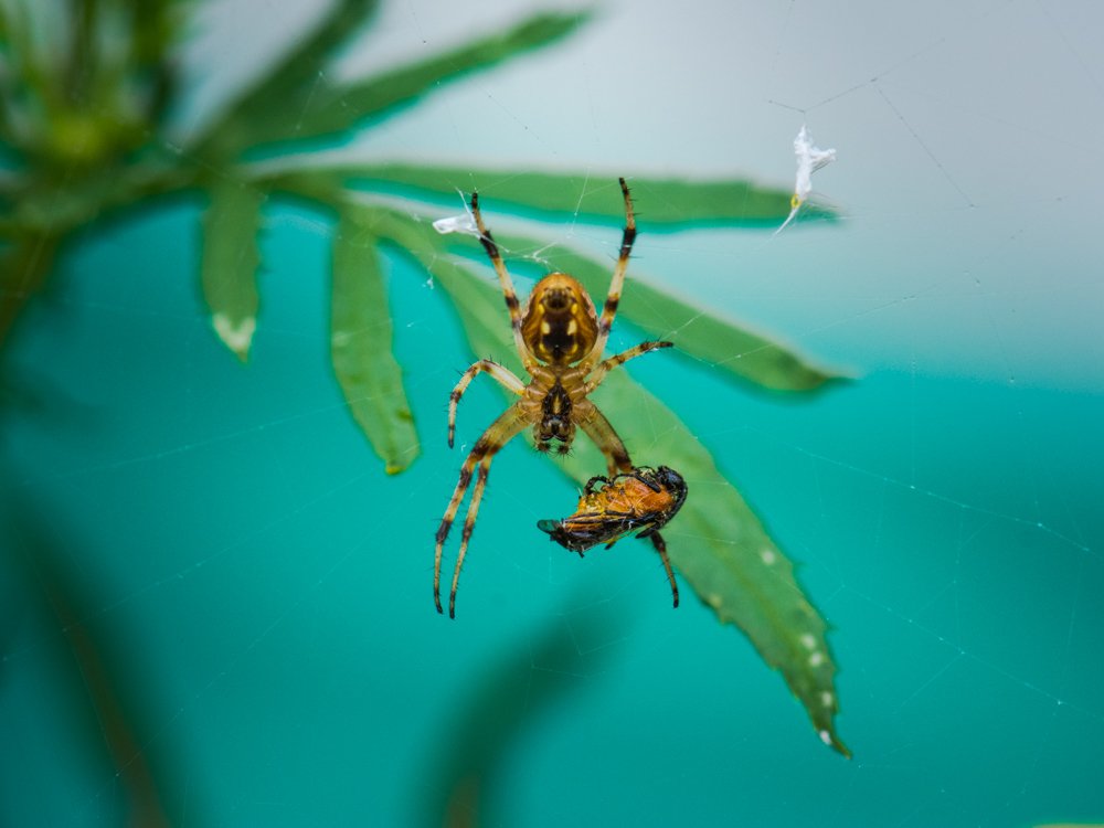 With The Prey