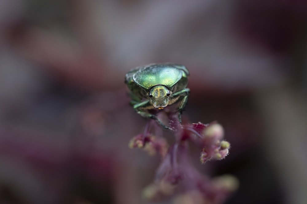 Rainbow insect