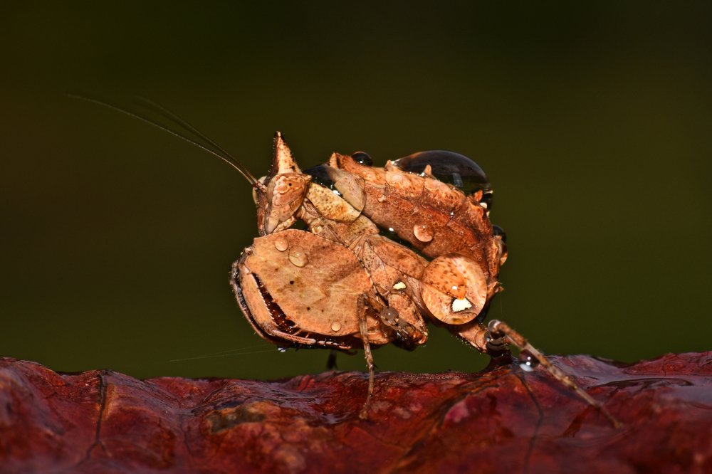 The Vision of great Unicorn Boxer Mantis