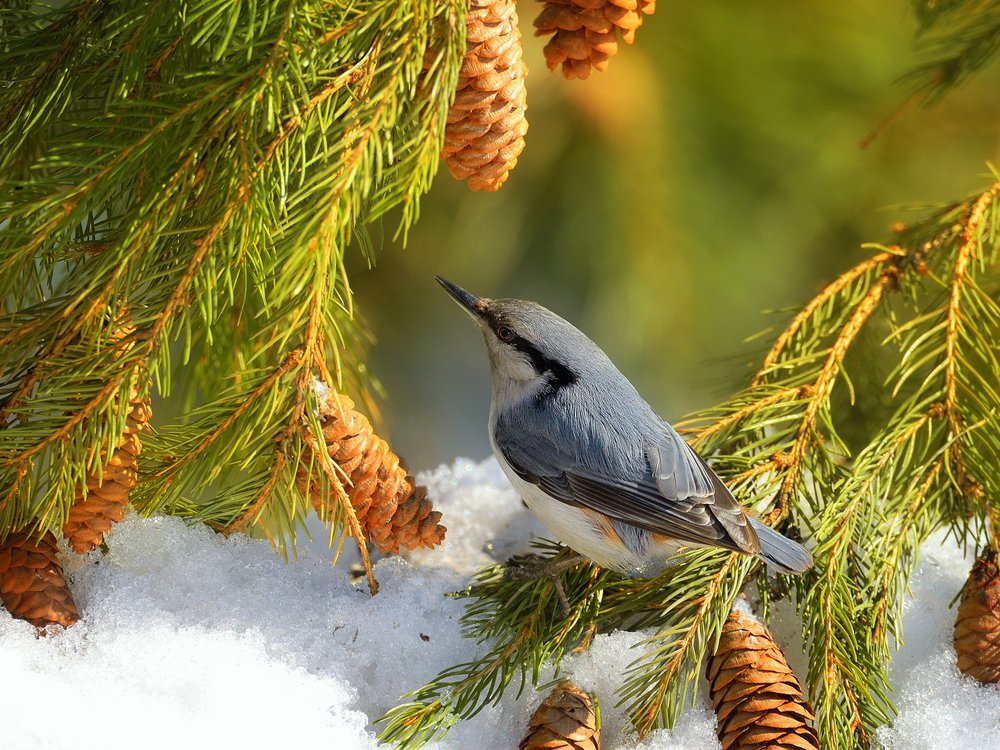 Зарисовка из зимнего леса 4