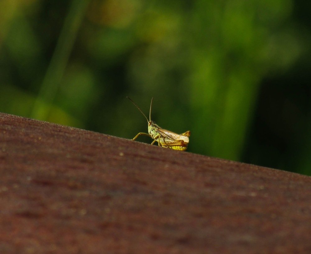 Кузнечик