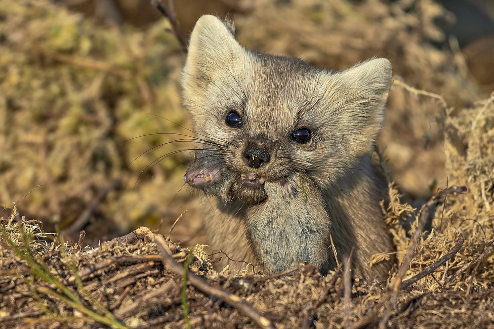 Удачная охота