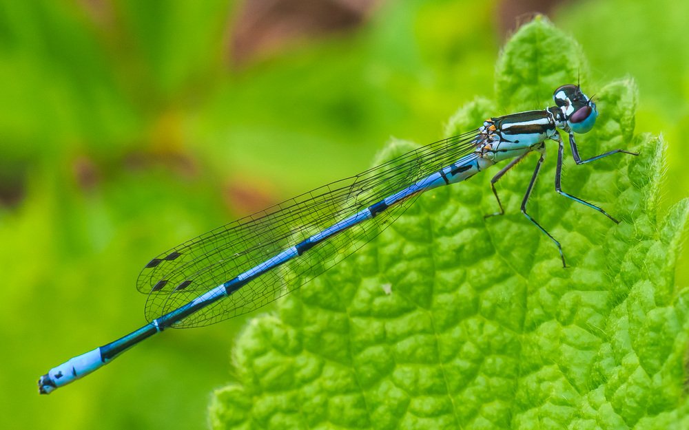 Стрекоза Стрелка.