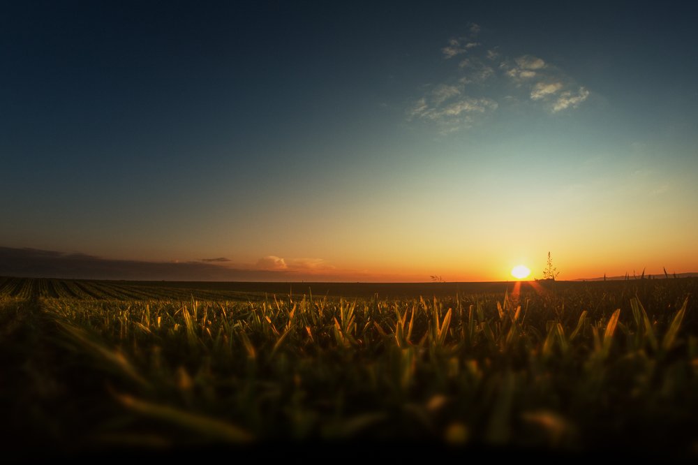 Закат на кукурузном поле.