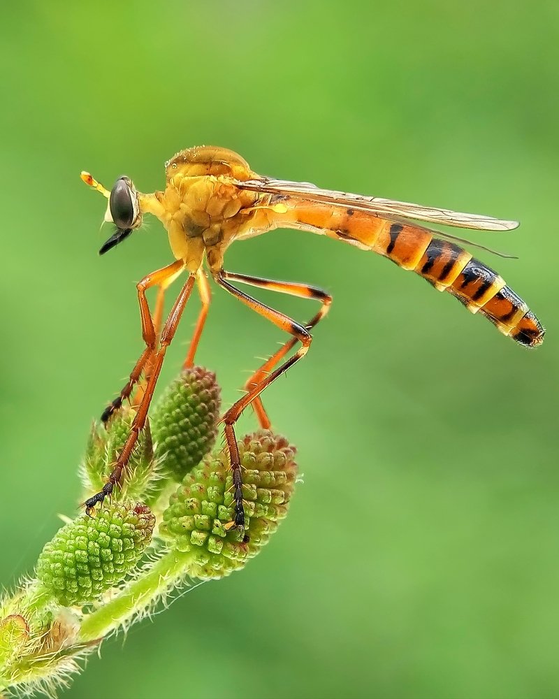 Diogmites standing on top