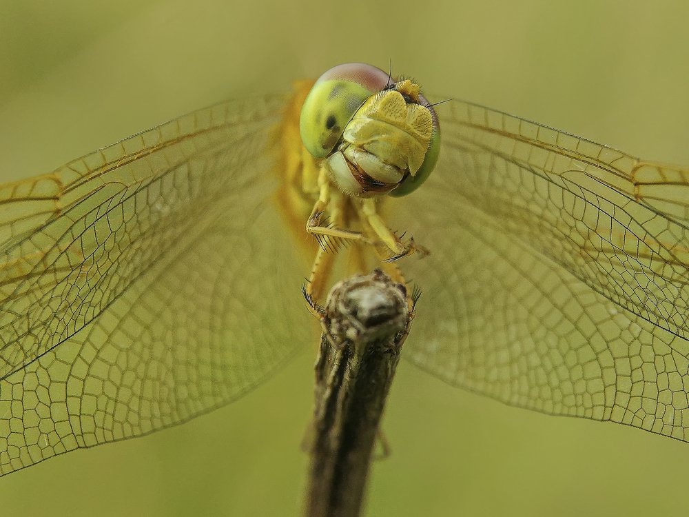 Cute dragonfly