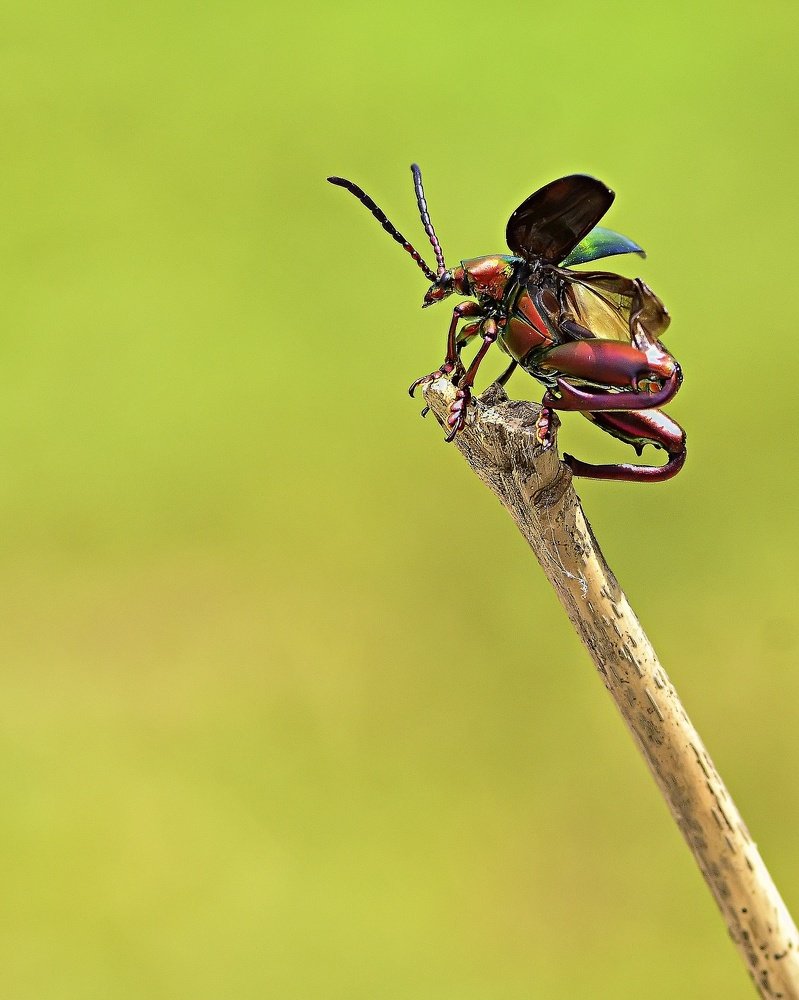 Frog Legged Leaf Beetle