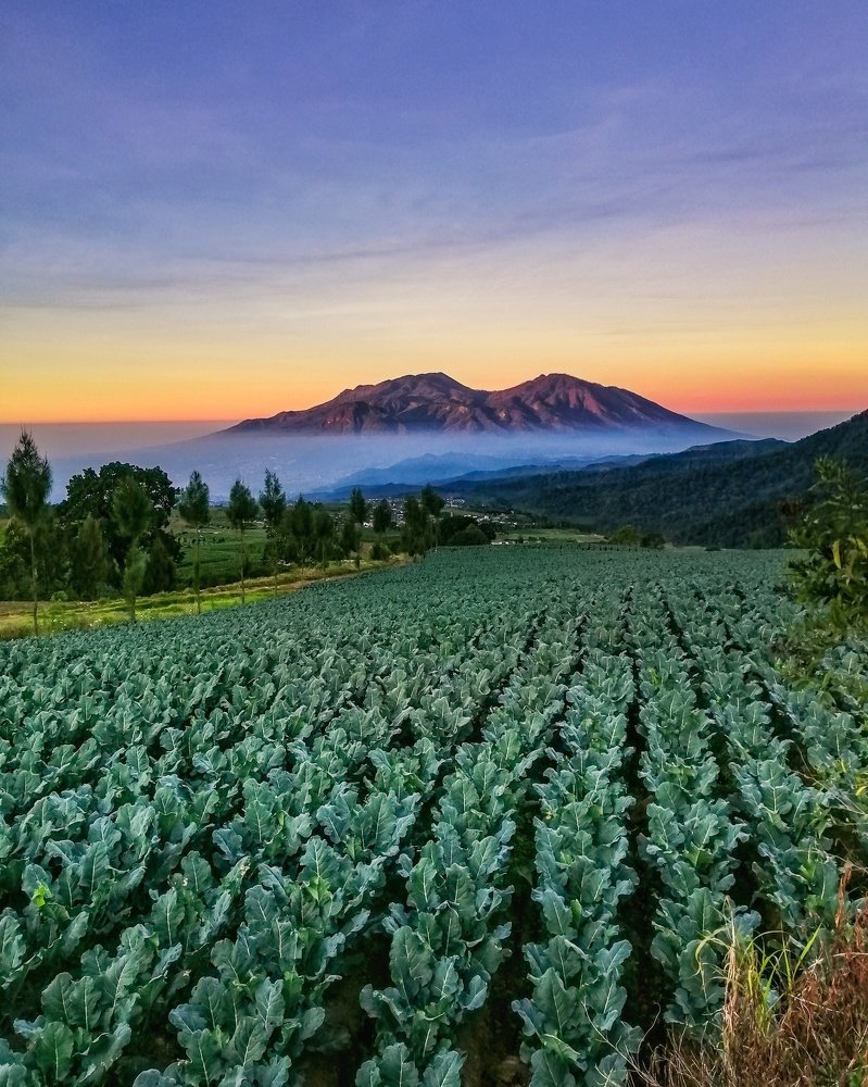 Sunrise on the vegetables field with mountain background