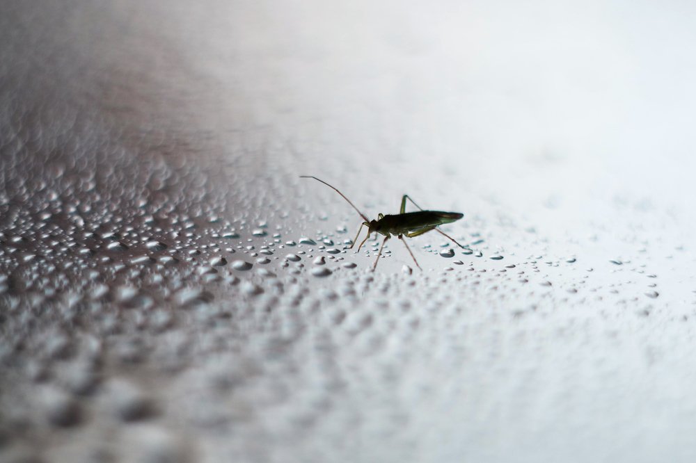 Путешествие