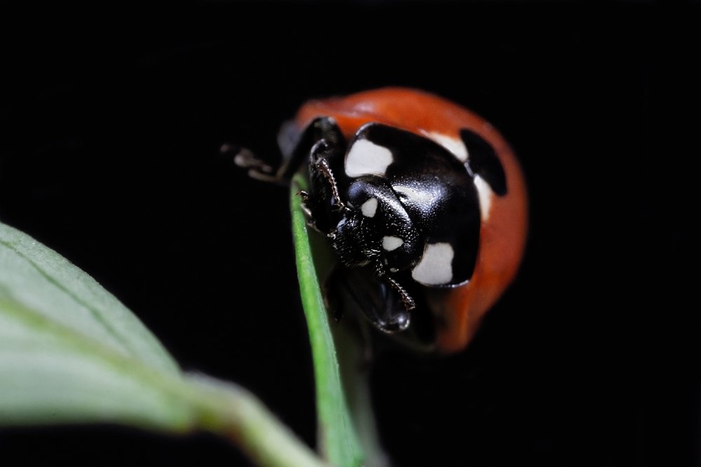 Балансирую на листке !