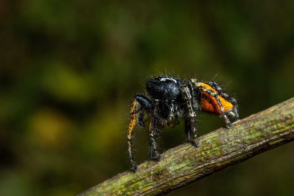Маленький хищник