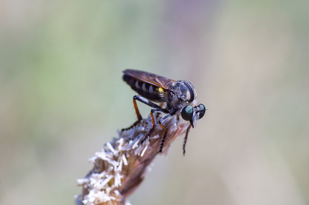 Ктырь или муха-убийца