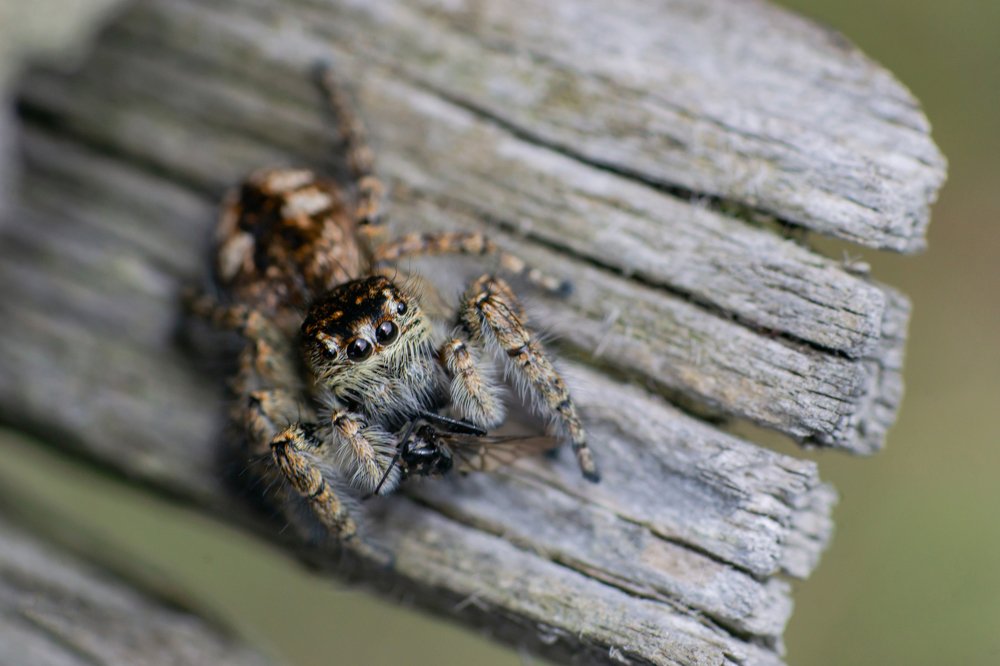 Паучок за завтраком
