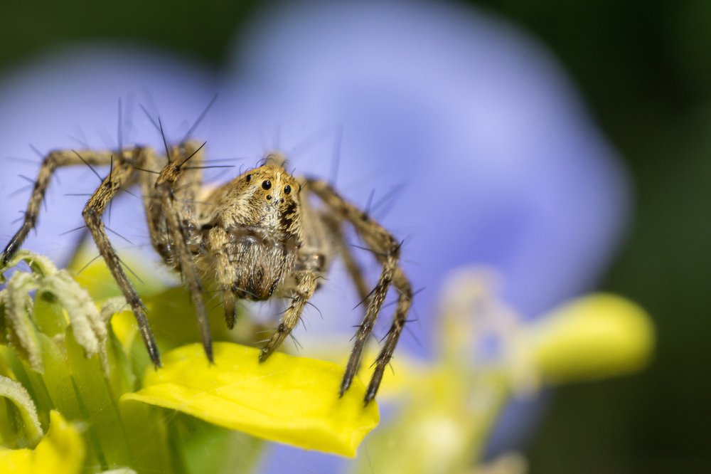 Паучок на цветке