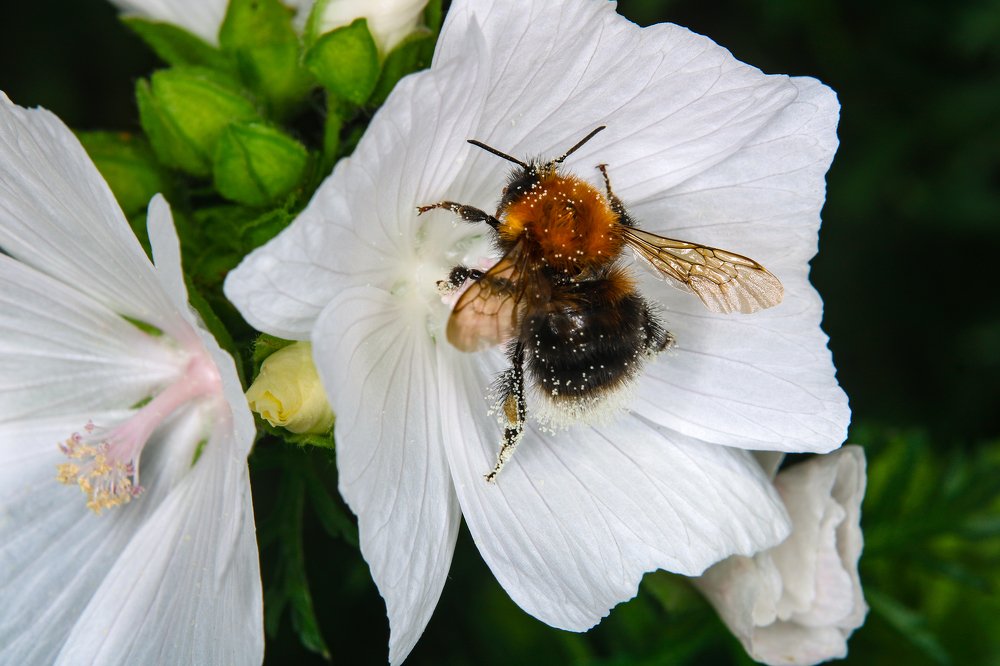 Вечные труженники