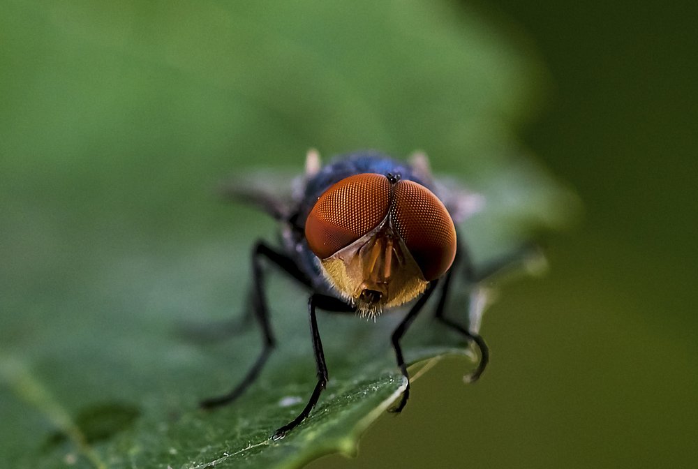 Фотография автора ziba alirezaei58