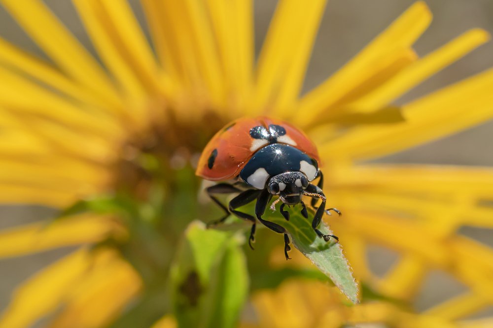 Божья коровка