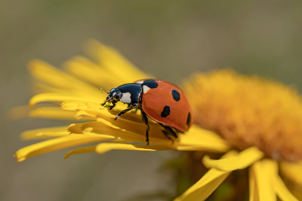 Божья коровка
