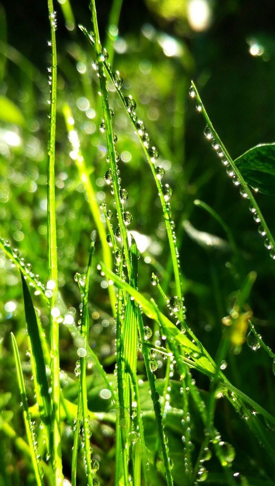 Роса на траве
