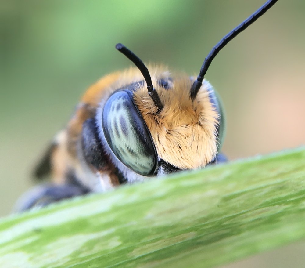 Alfalfa Leaf Cutter Bee