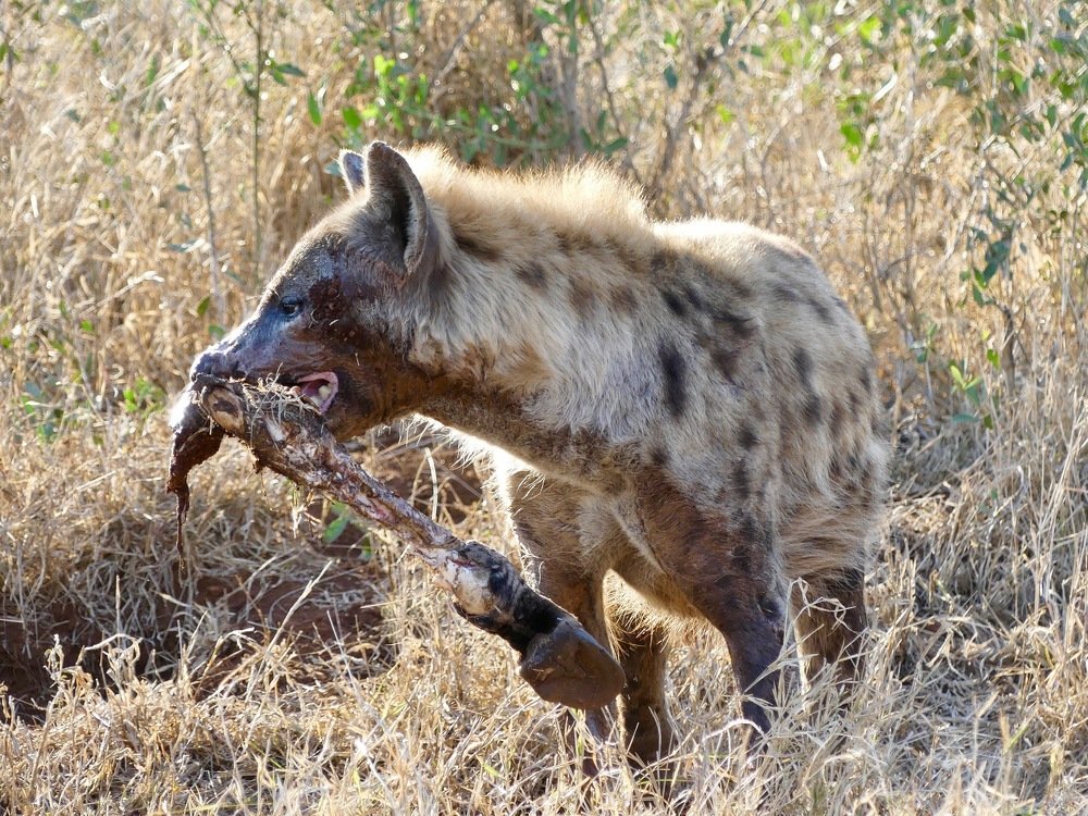 Hyena lunch time