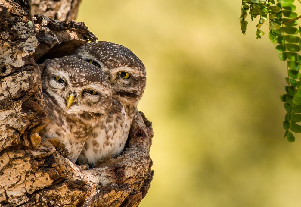 Spotted Owlet