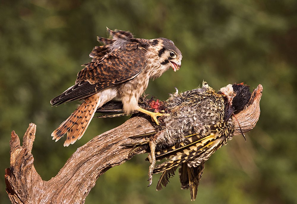 Hawk and prey
