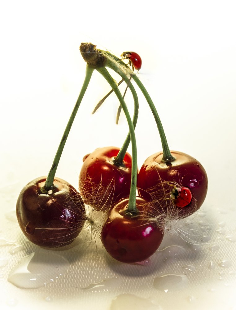 Божьи коровки на вишне.