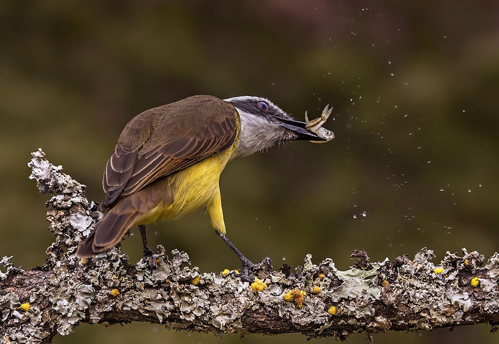 Hunter Great kiskadee