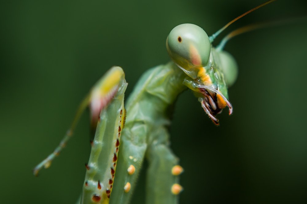 mantis profile