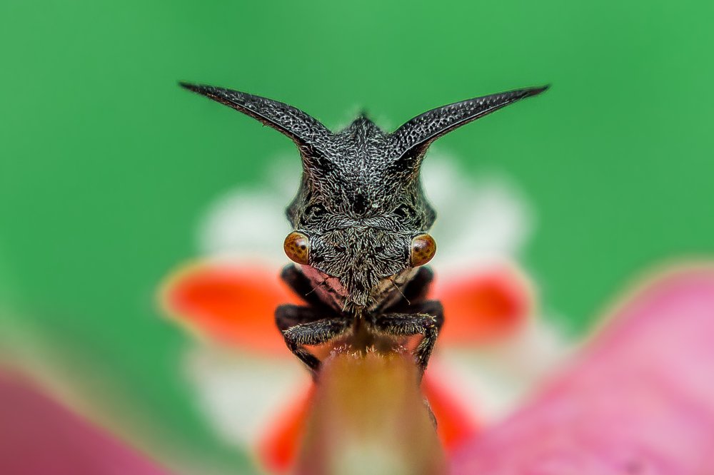 Treehopper