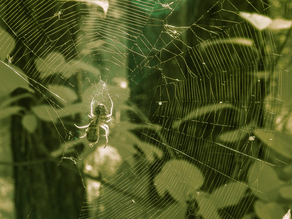 Паучек ИК-съемка