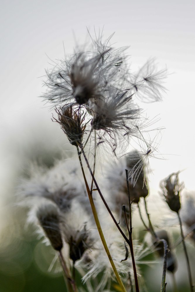 Чертополох - тоже цветок