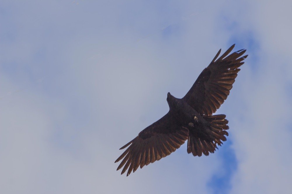 полет беркута