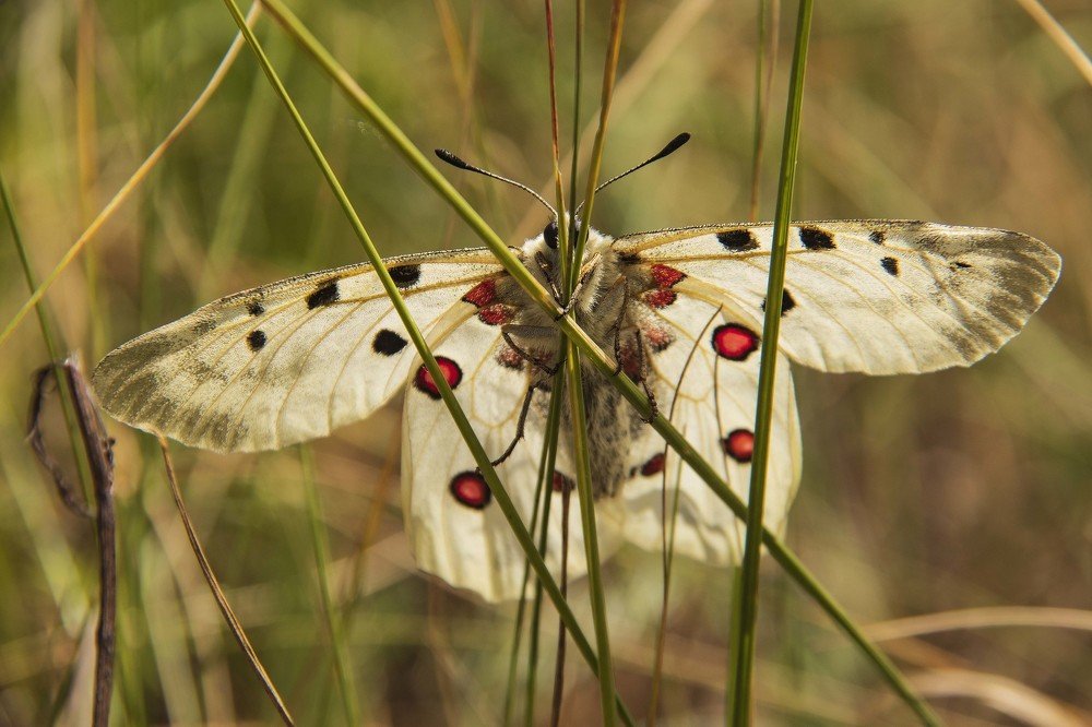 аполлон обыкновенный