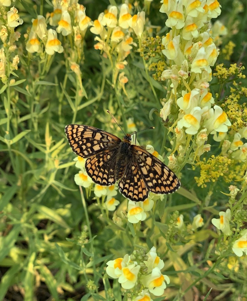 Бабочка на цветах